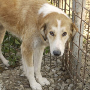 BANE (♂) - vermisst 11/24