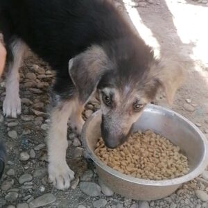 WEBSTER - reserviert Tierhilfe Lebenswert DR - vermittelt