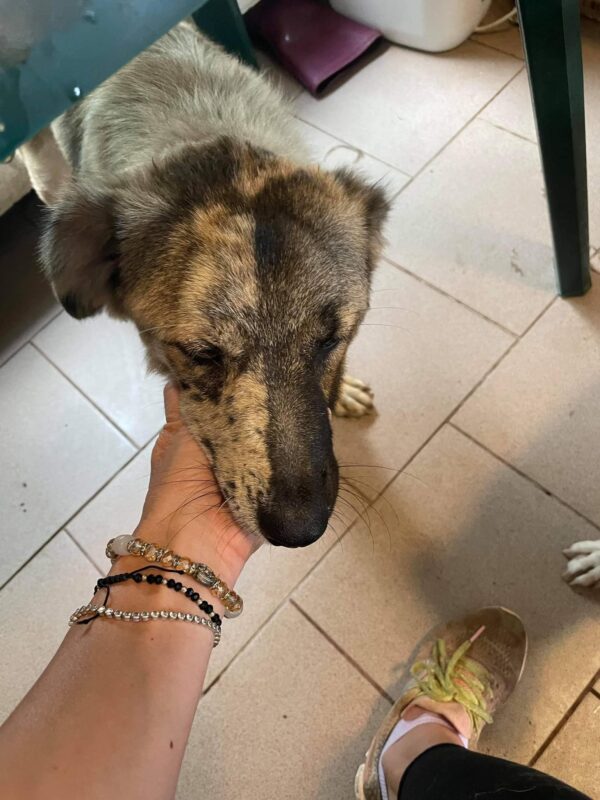 REMILO - reserviert TST Rösrath - vermittelt – Bild 6