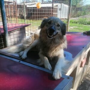 SOPHIA - reserviert Alexandra - vermittelt