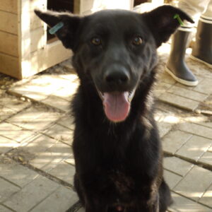 TAIO - reserviert Tierheim Koblenz vermittelt