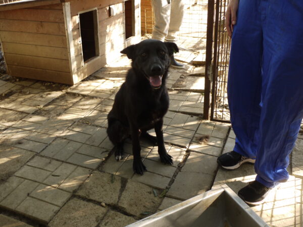 TAIO - reserviert Tierheim Koblenz vermittelt – Bild 5