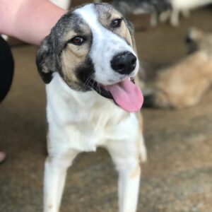 TJERKO - reserviert Manuela vermittelt