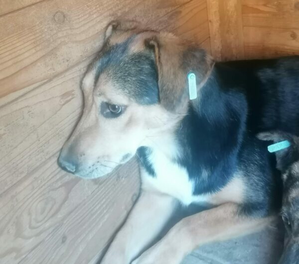 ENNIS (♀) – Bild 11