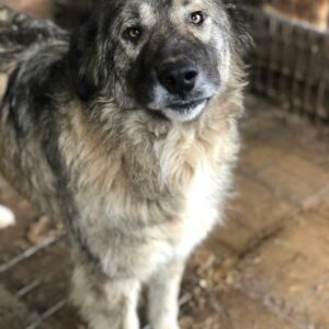 WENDELA - reserviert SK - vermittelt