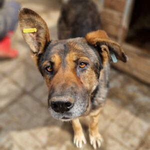 BRAD - reserviert Manuela - vermittelt