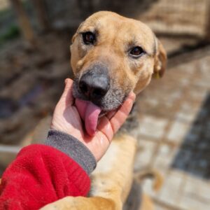 LISALI - ausgereist zu TINO