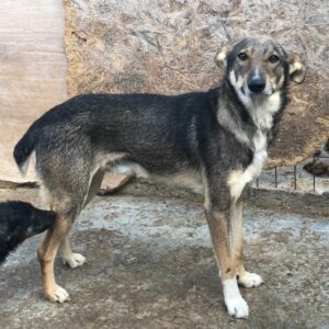 STING - reserviert TH Filderstadt - vermittelt