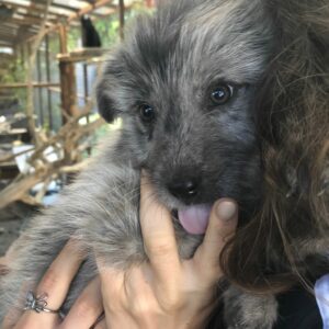 TIKO – RBB 10/2021