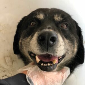 VINCENT -  reserviert KM - vermittelt