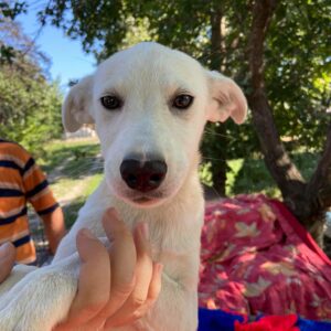 DJAMILA - reserviert TST Rösrath - vermittelt