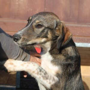 NANNA - reserviert Tierhilfe Lebenswert DR (05.02.) - vermittelt