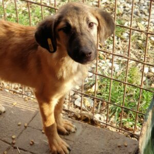 PEKKA - reserviert Tierhilfe Lebenswert DR - vermittelt