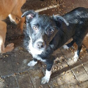 NERO - reserviert TH Lingen - vermittelt