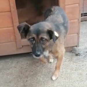 BELLIS - reserviert NadineH - vermittelt