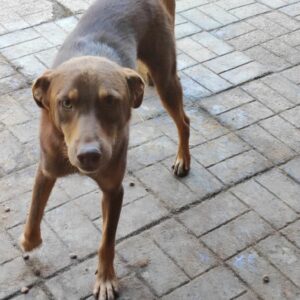 POGO - RBB 18.10.2022