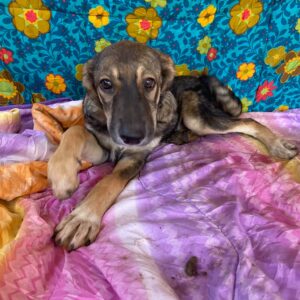 NAHLA - reserviert LS vermittelt