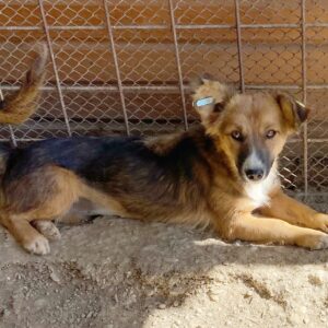 MURMEL - reserviert NadineH - vermisst 05/2022