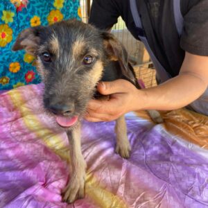 SOFI - reserviert TST Rösrath - vermittelt