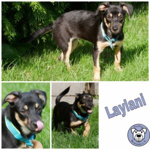 Laylani in 21493 Möhnsen *vermittelt*