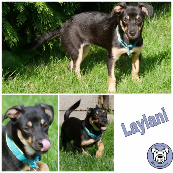 Laylani in 21493 Möhnsen *vermittelt*