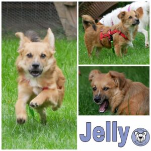 Jelly in 21493 Möhnsen *vermittelt*