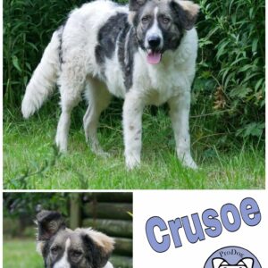 Crusoe in 21521 Dassendorf *vermittelt*