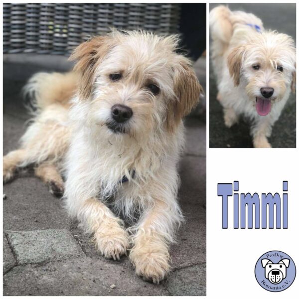 Timmi *vermittelt*