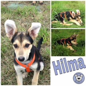 Hilma in 21385 Rehlingen