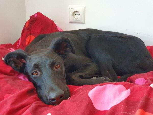 Pepper in 53909 Zülpich *vermittelt* – Bild 5