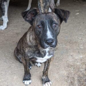 DUFFIE - vergessene Pfoten Stuttgart vermittelt