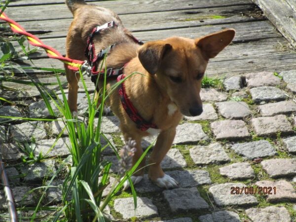 Chiva in 24222 Schwentinental *vermittelt* – Bild 6