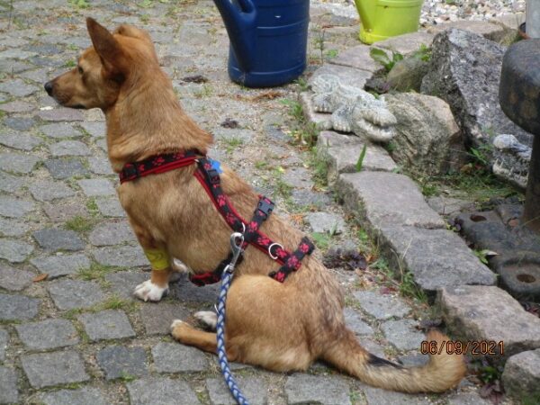 Chiva in 24222 Schwentinental *vermittelt* – Bild 4