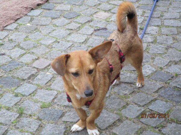 Chiva in 24222 Schwentinental *vermittelt* – Bild 3