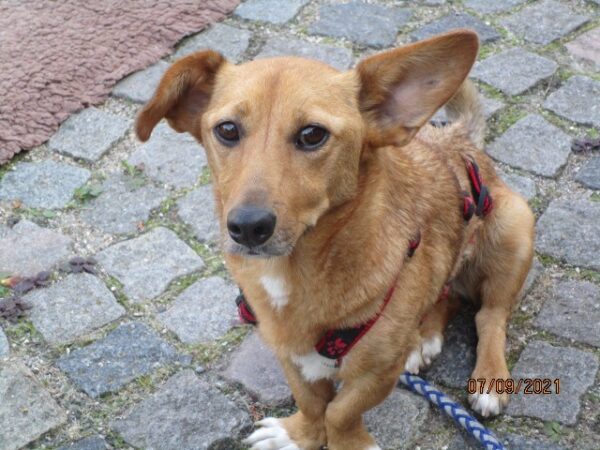 Chiva in 24222 Schwentinental *vermittelt* – Bild 2