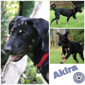 Akira in 45481 Mülheim *vermittelt*