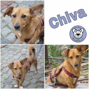 Chiva in 24222 Schwentinental *vermittelt*