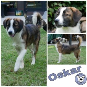 Oskar in 21521 Dassendorf *vermittelt*