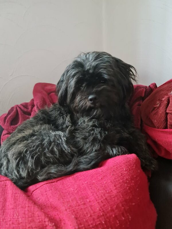 Whoopie in 97440 Werneck *vermittelt* – Bild 10