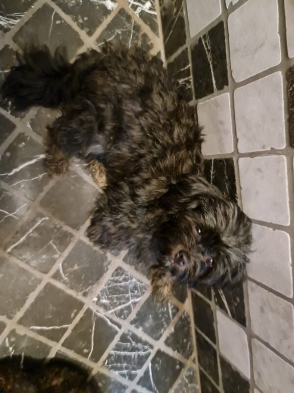 Whoopie in 97440 Werneck *vermittelt* – Bild 3