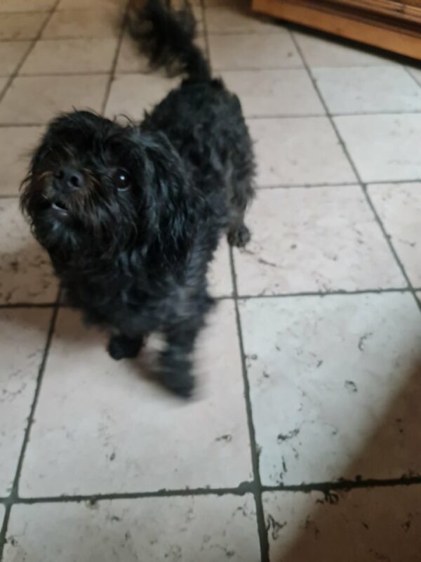 Whoopie in 97440 Werneck *vermittelt* – Bild 5