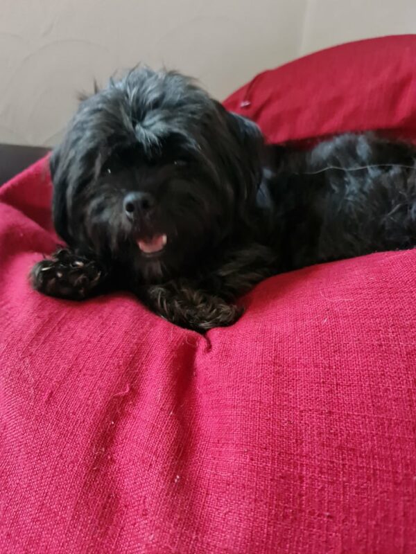 Whoopie in 97440 Werneck *vermittelt* – Bild 8