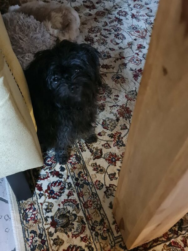 Whoopie in 97440 Werneck *vermittelt* – Bild 6