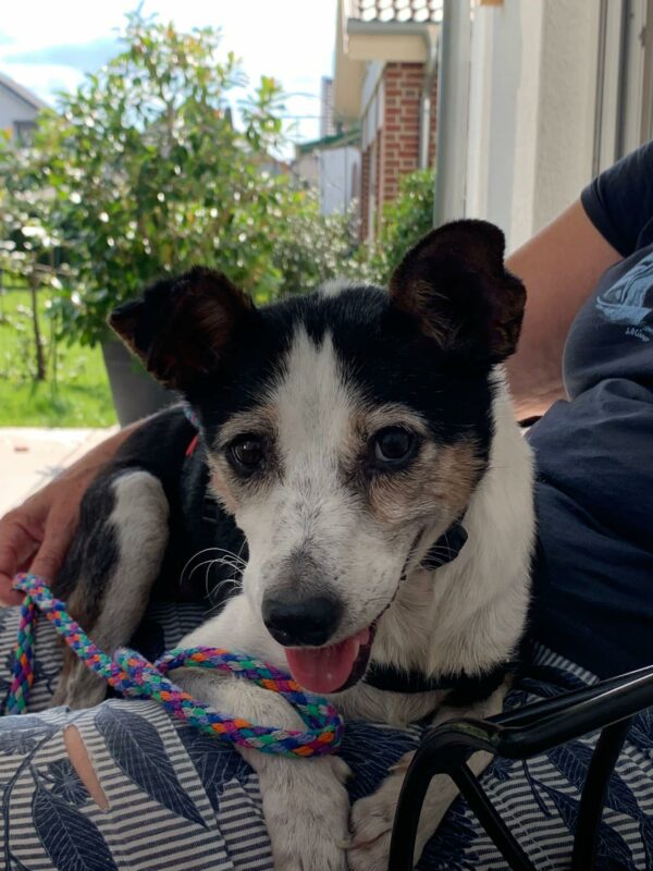 Dilba in 51429 Bergisch Gladbach – Bild 2
