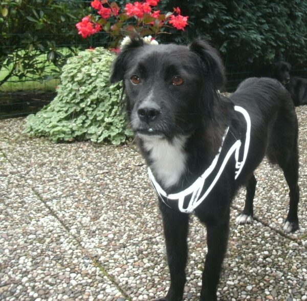 Goda in 27389 Fintel *vermittelt* – Bild 2