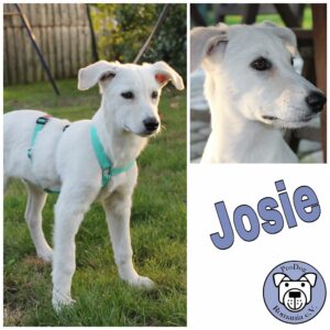 Josie in 27299 Etelsen