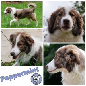 Peppermint in 21521 Dassendorf