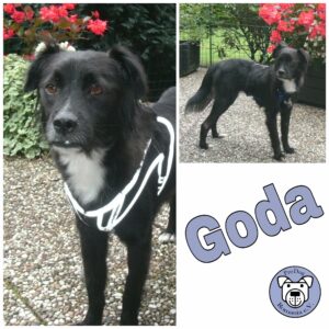 Goda in 27389 Fintel *vermittelt*