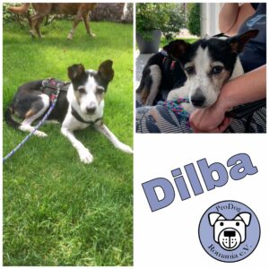 Dilba in 51429 Bergisch Gladbach