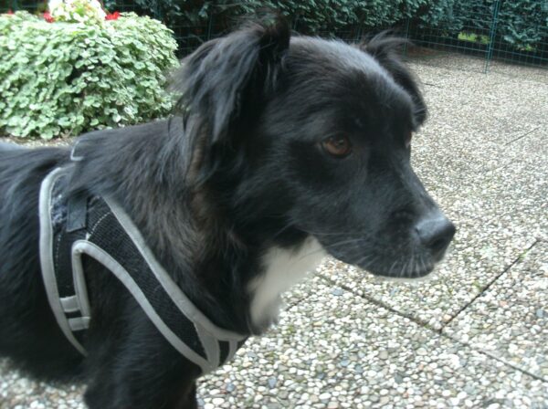 Goda in 27389 Fintel *vermittelt* – Bild 4